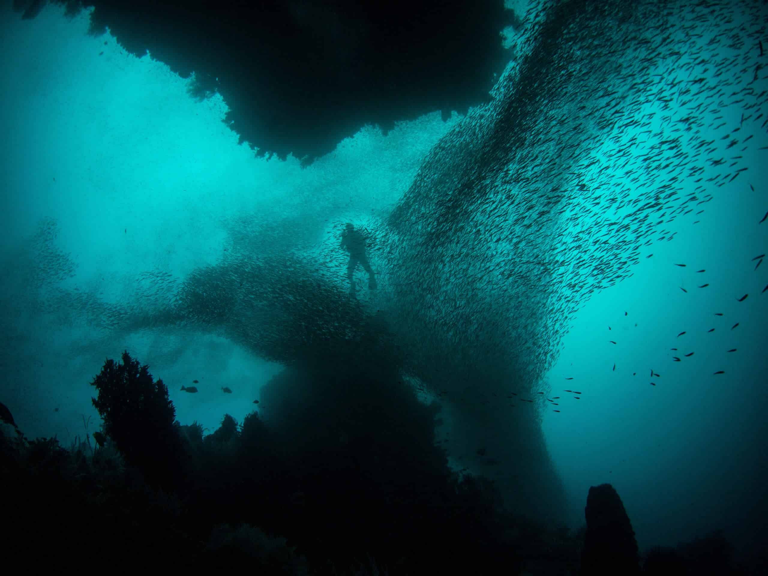 Diving near Raja Ampat Islands, Indonesia