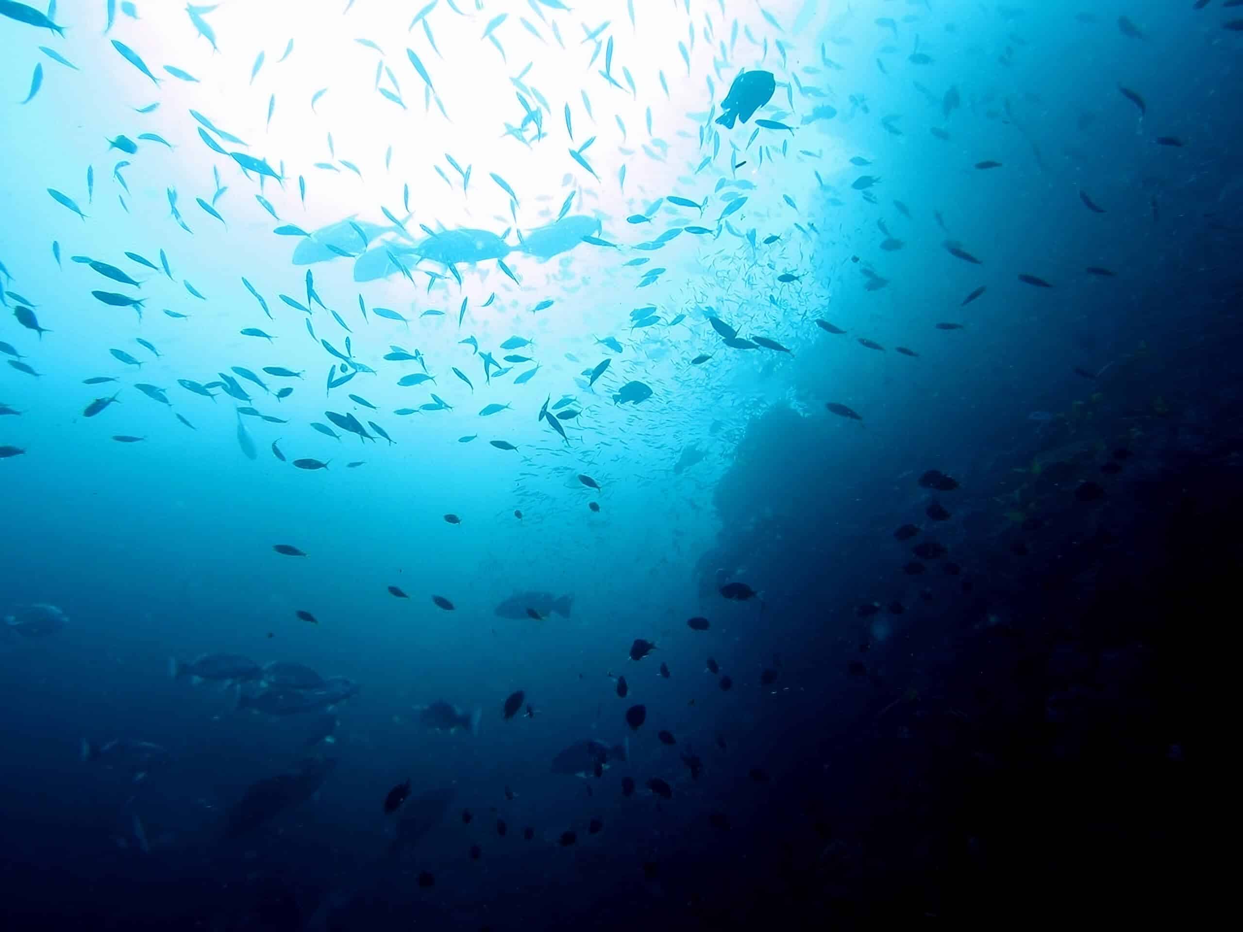 Diving near Similan Islands