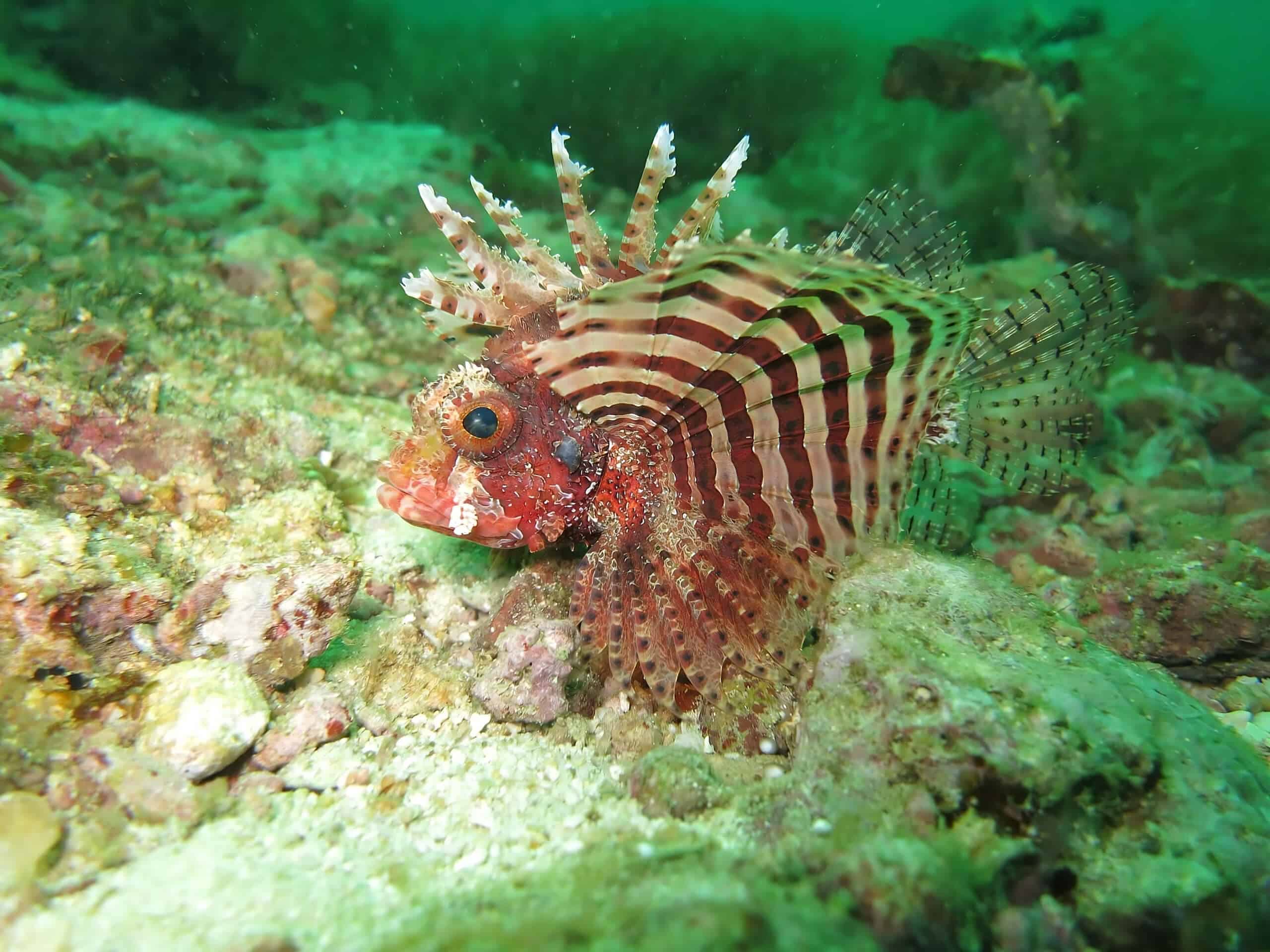 Red Lionfish