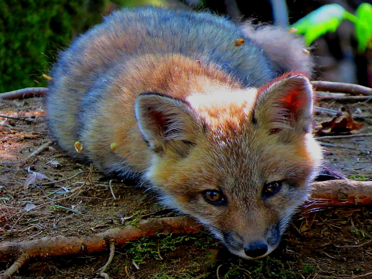 Sentier Nepisiguit Mi'gmaq Trail-wildlife to see (credit Janet Doucet)