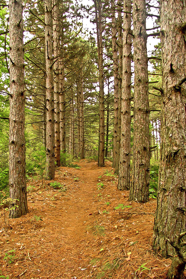 Ice Age Trail pine forest