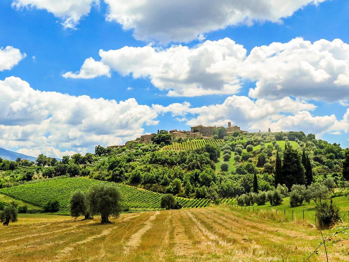 Wineyards of Tuscany