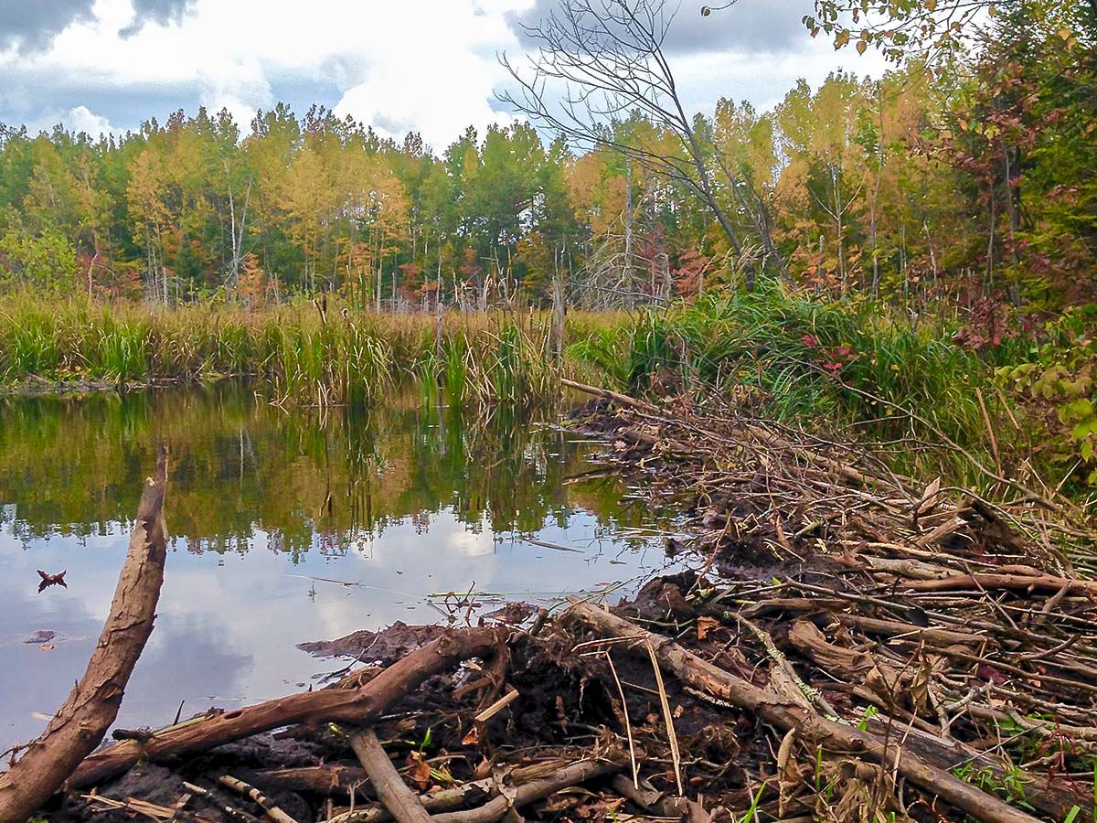 Ice Age Trail ponds