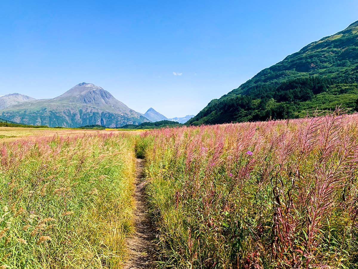 Path through wildflowers to Carter and Crescent Lakes