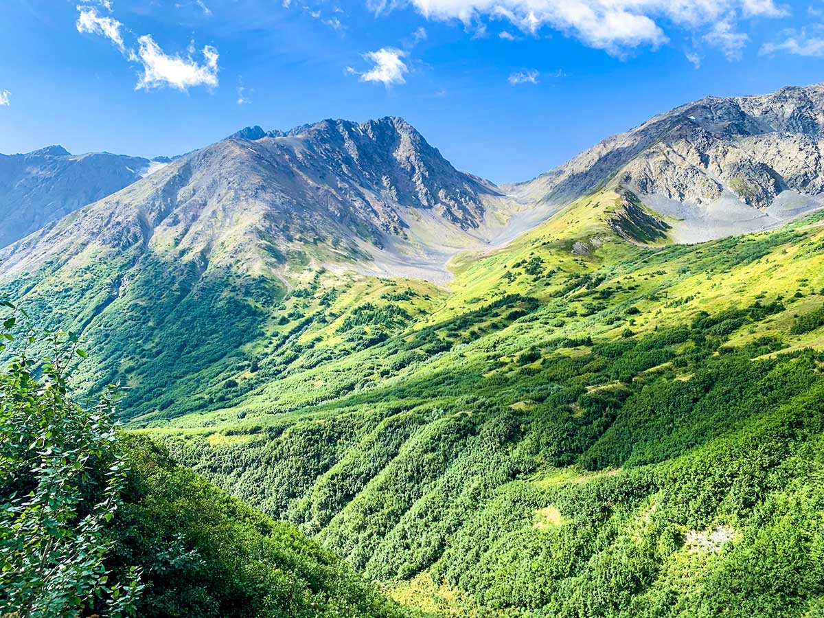 Lush greenery along the Crow Pass Trail near Anchorage Alaska