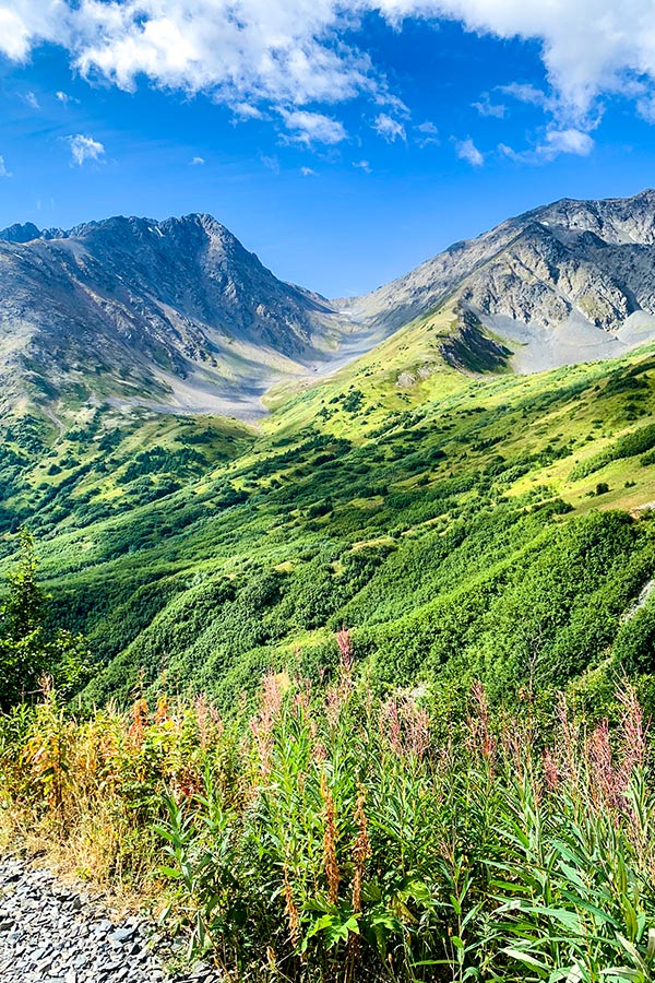 Wildflowers along the trail to Raven Glacier in Chugach State Park Alaska USA