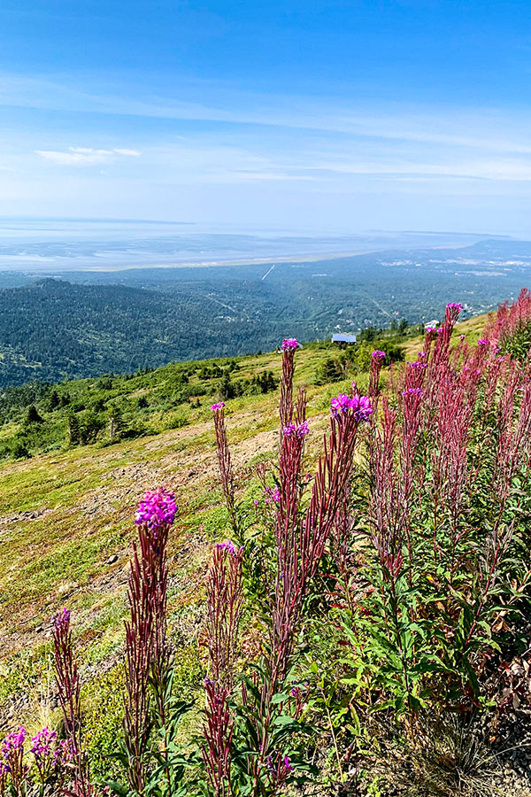 Wildflowes on the Flattop Mountain day hike near Anchorage Alaska