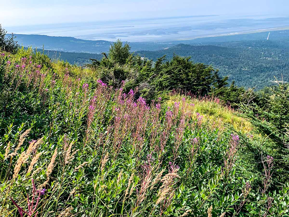 Lush flora along the Flattop Mountain Trail hike