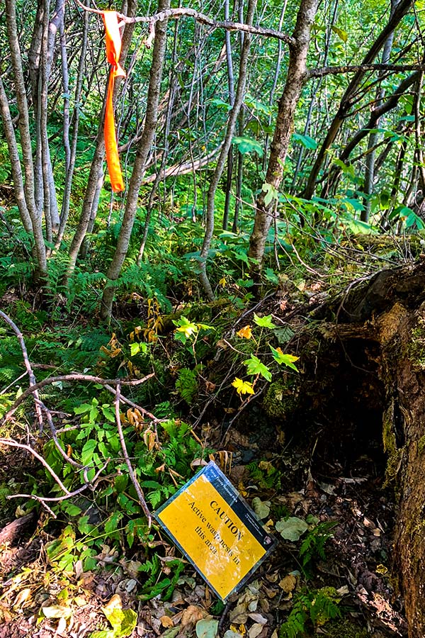 Sign warning about wasps on Exit Glacier trail near Harding Icefield