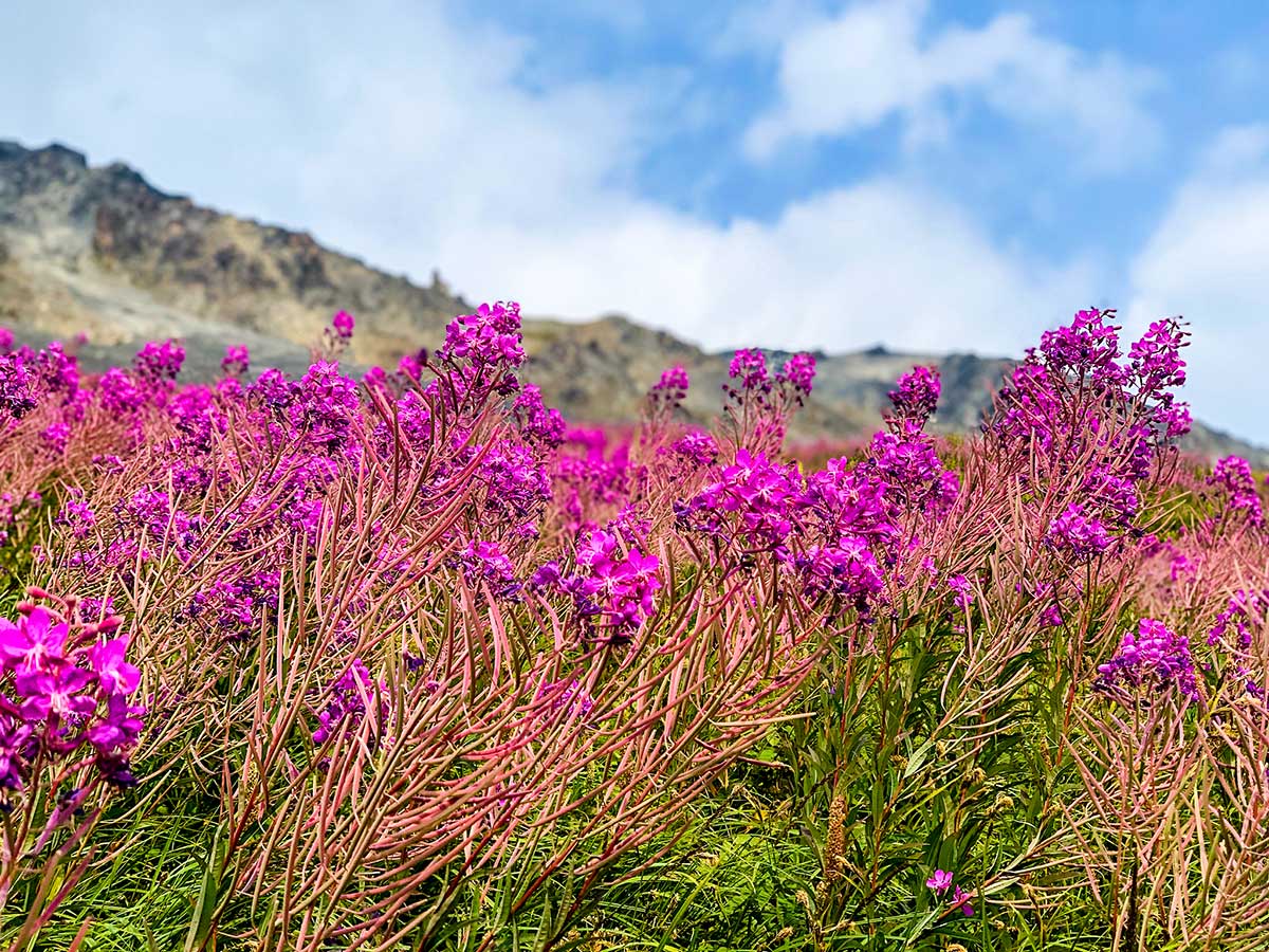 Wildflowers along Harding Ice Field Trail in Kenai Fjords National Park