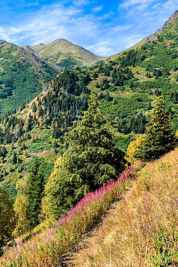 Wildflowers along the trail of Hope Point Hike near Anchorage Alaska