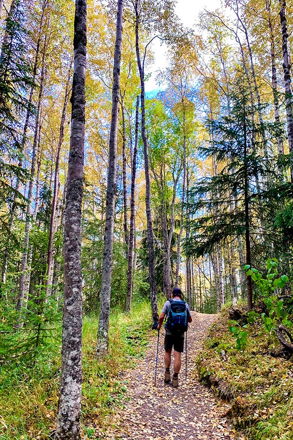 Wide path through the forest on a hike to Hope Point near Turnagain Arm Alaska