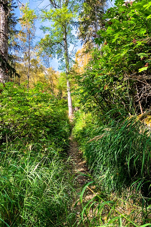 Overgrown path to Hope Point near Anchorage Alaska