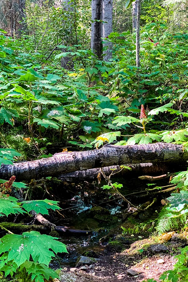 Lush forest along the trail of Hope Point Hike in Kenai Peninsula Alaska