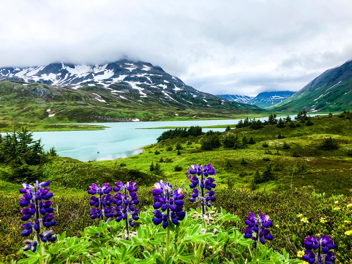 Trail hike in Kenai Peninsula near Anchorage Alaska