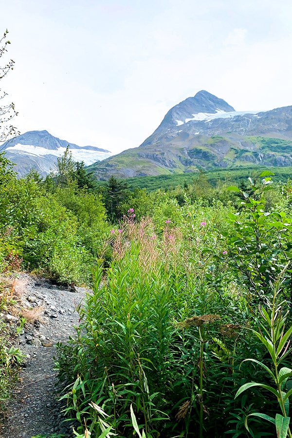 Wildflowers along the Portage Pass and Lake Trail in Alaska