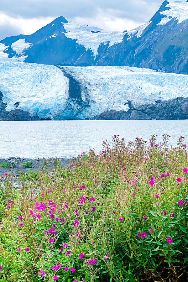 Wildflowers in front of Portage Glacier on Portage Lake Hike