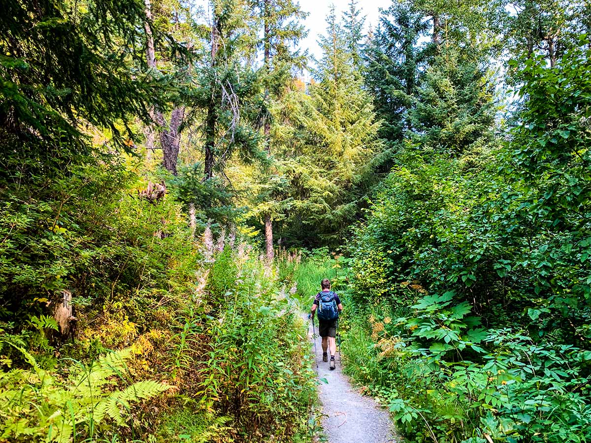 Lush greenery along the Ptarmigan Creek Trail near Anchorage