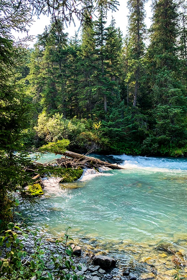 Beautiful forest and Ptarmigan Creek on a way to Ptarmigan Lake