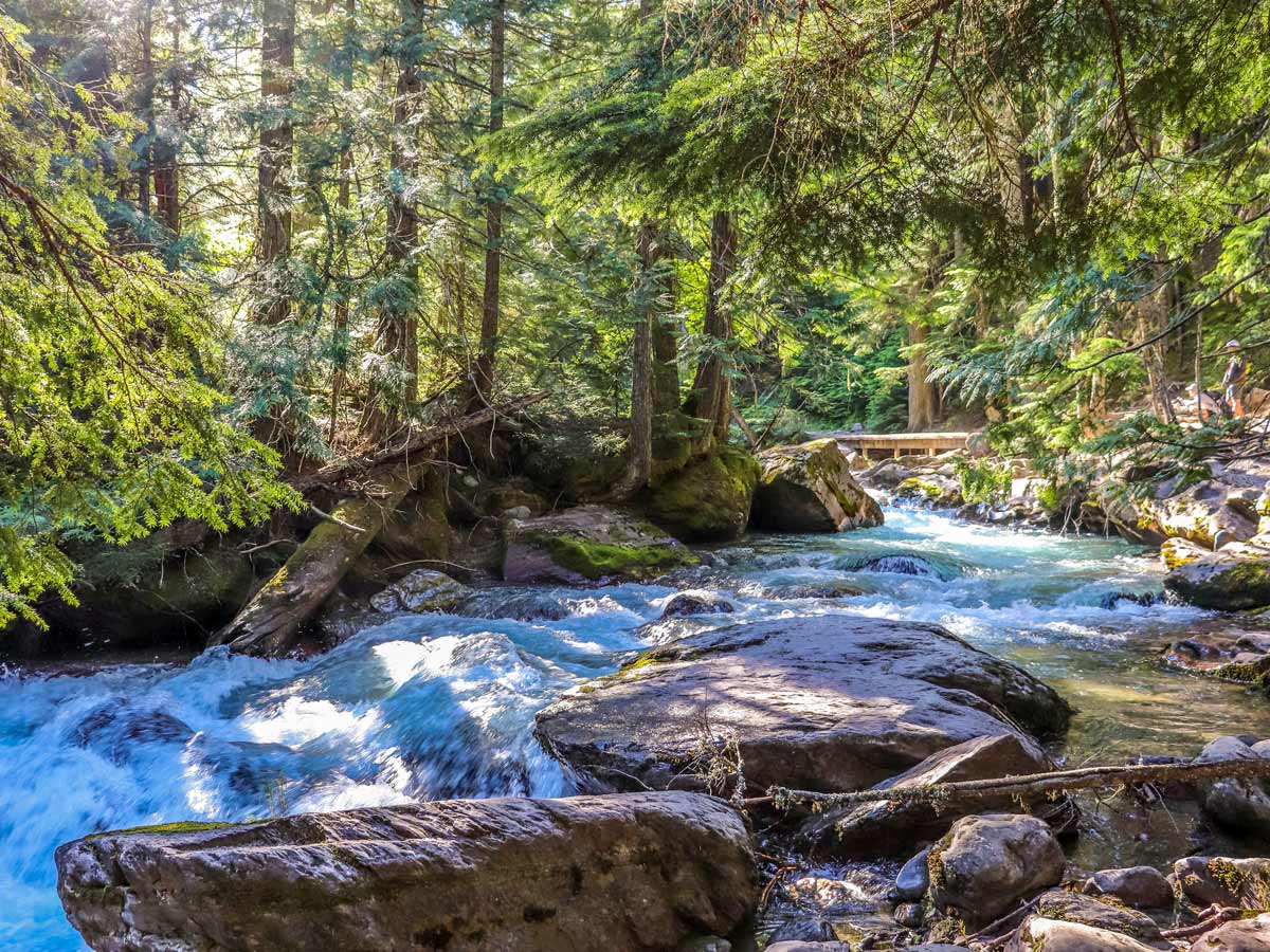 Shady river along Avalanche Lake hike