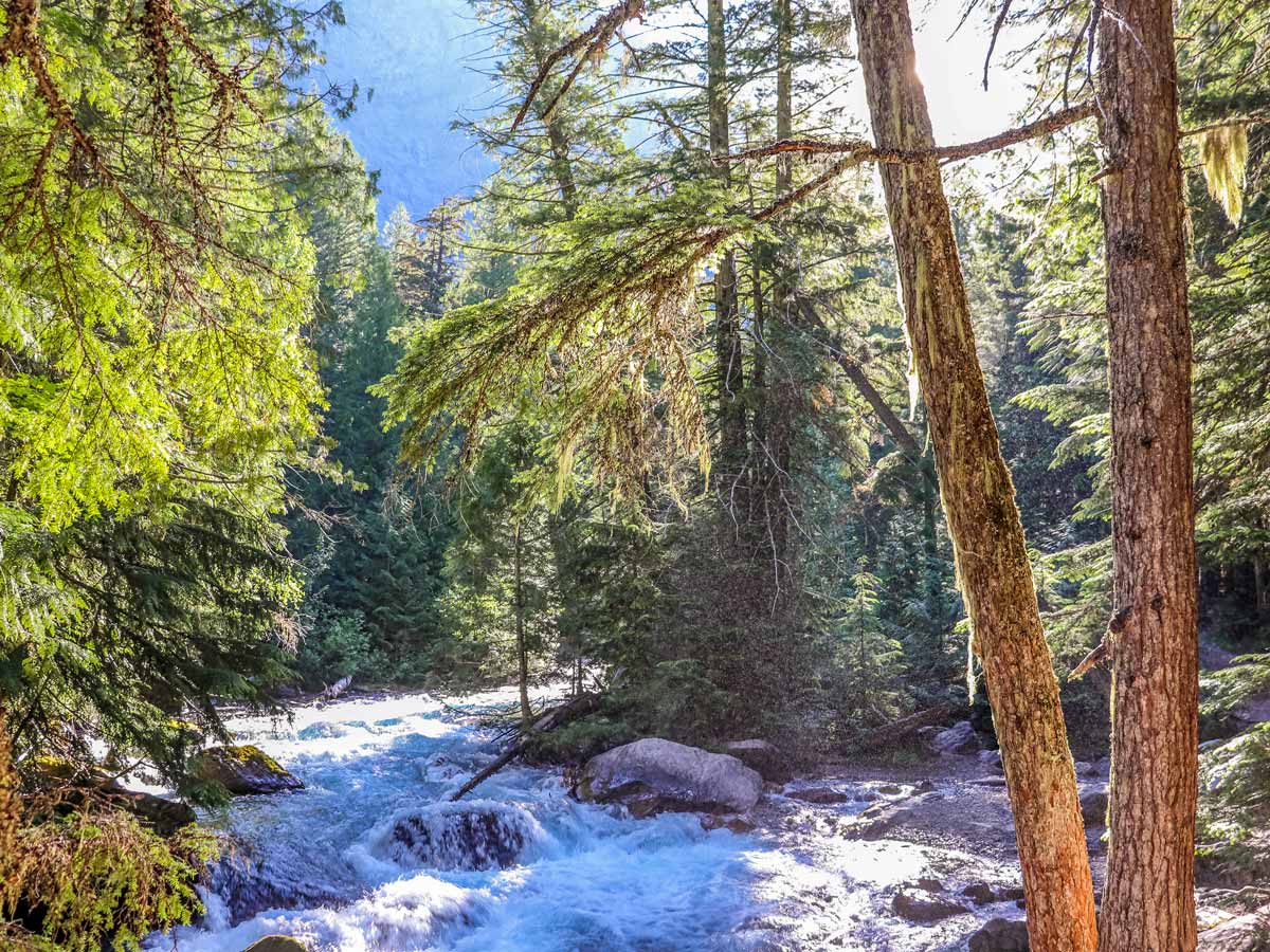 Sun streaming through the trees in Glacier National