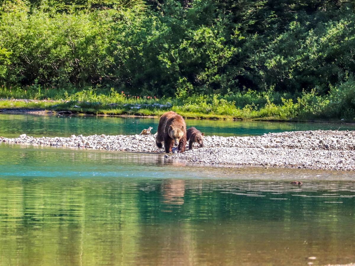 Family of bears hunting on Avalanche Lake hike