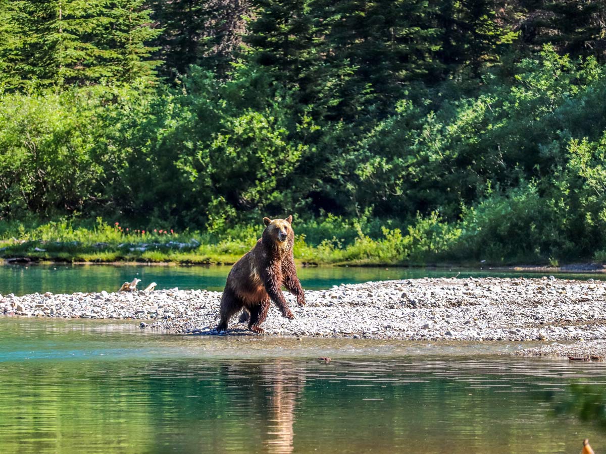 Mama bear playing on the shores of avalanche lake