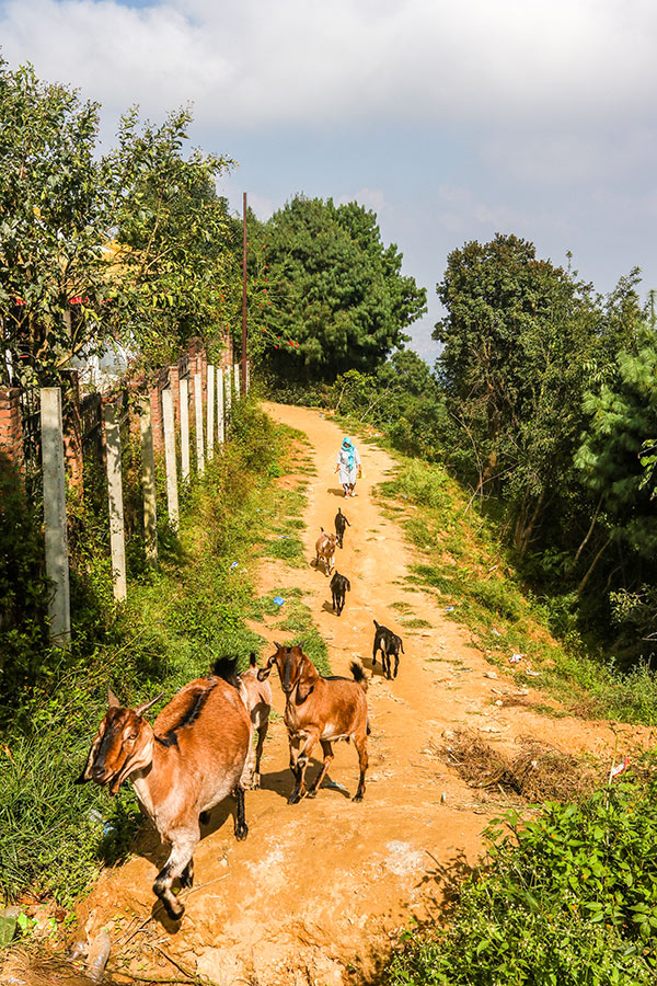 A woman takes her cattles for grazing seen near Pilot Baba Ashram