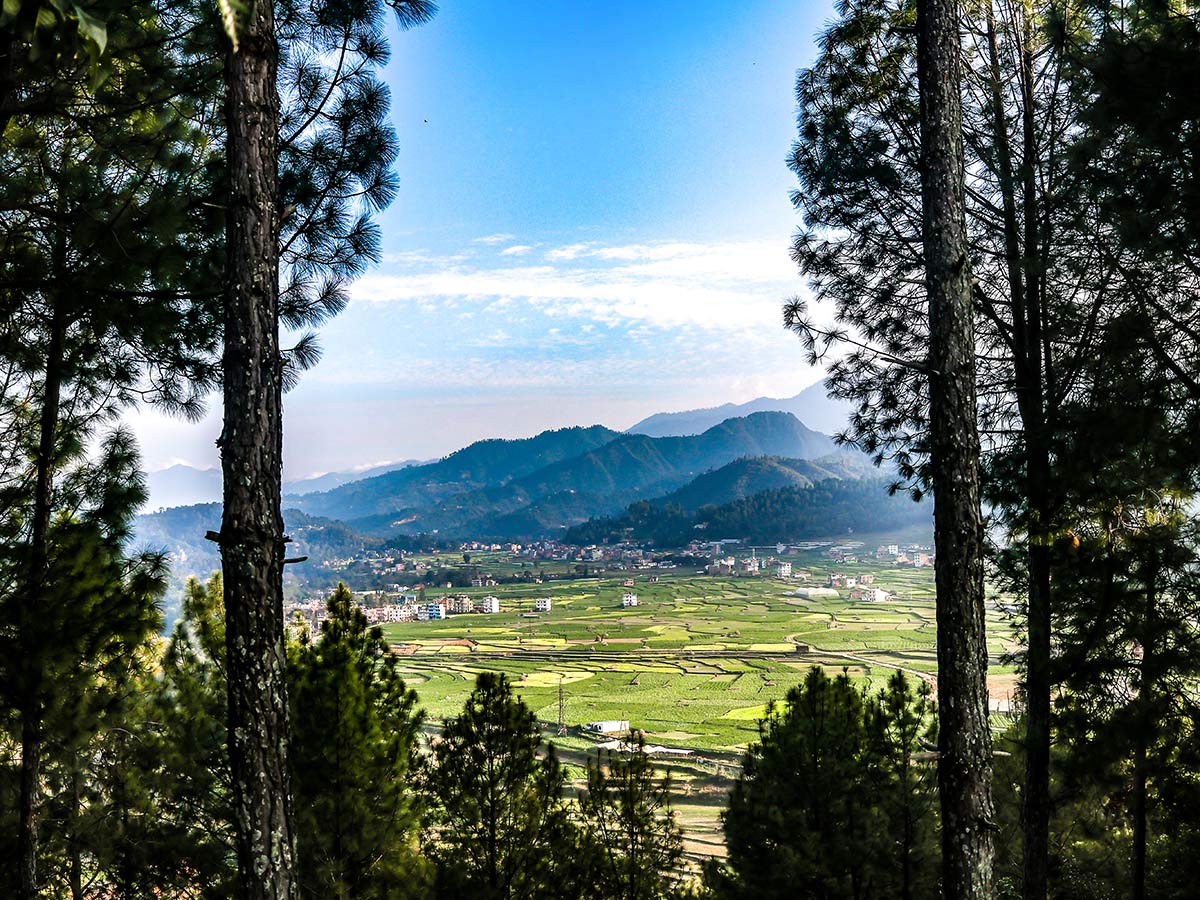 A lush green view seen from in between the trails