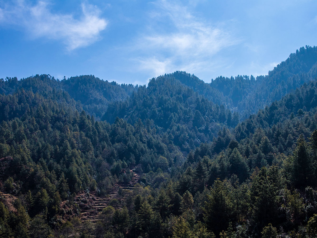 Group of pine trees seen from Dakshinkali