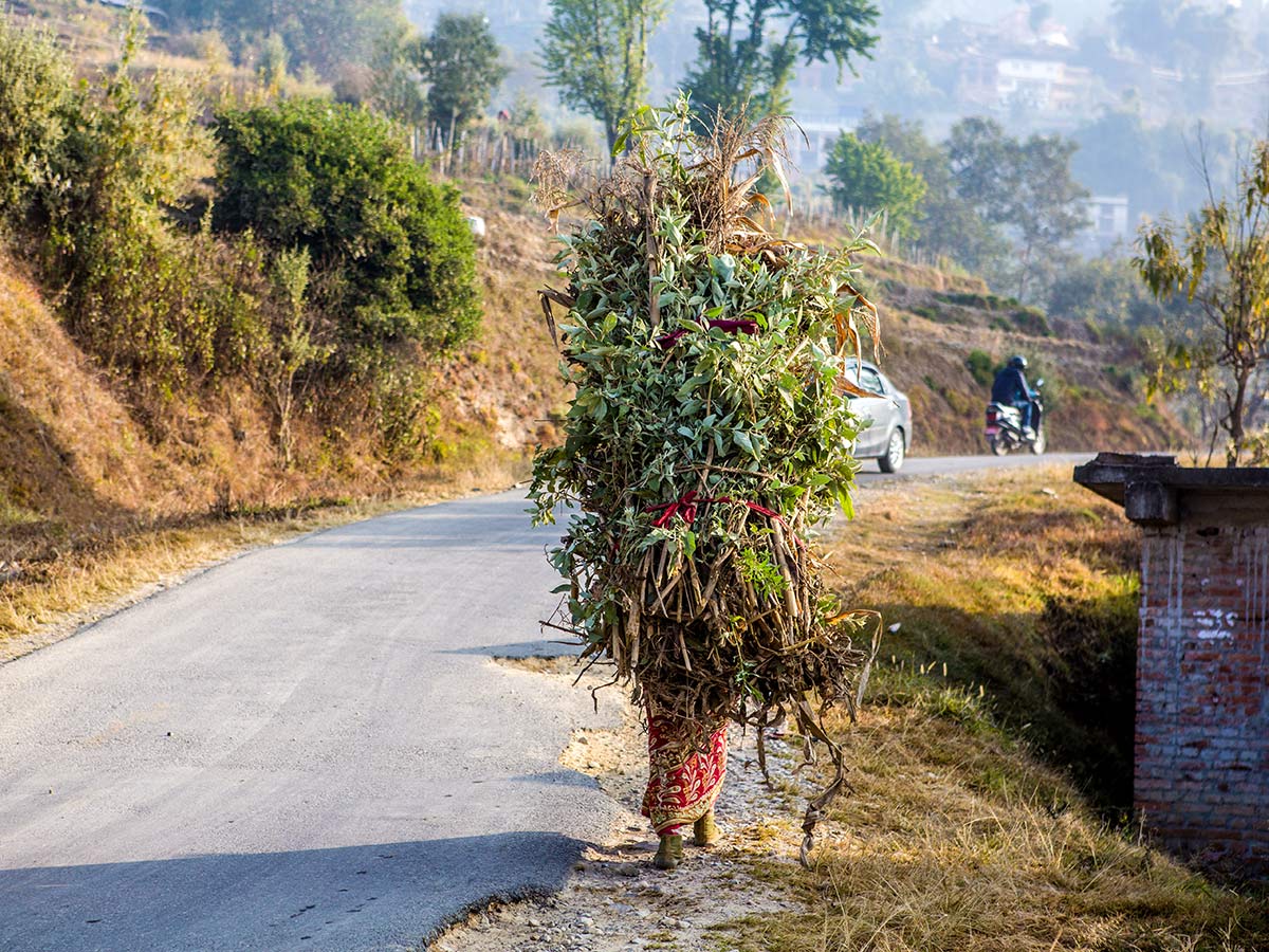 A woman carrying hay for cattles on the way to Nagarkot