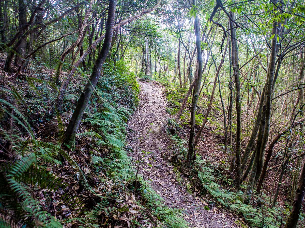 The gnarly trails of Nagarkot covered by tall trees