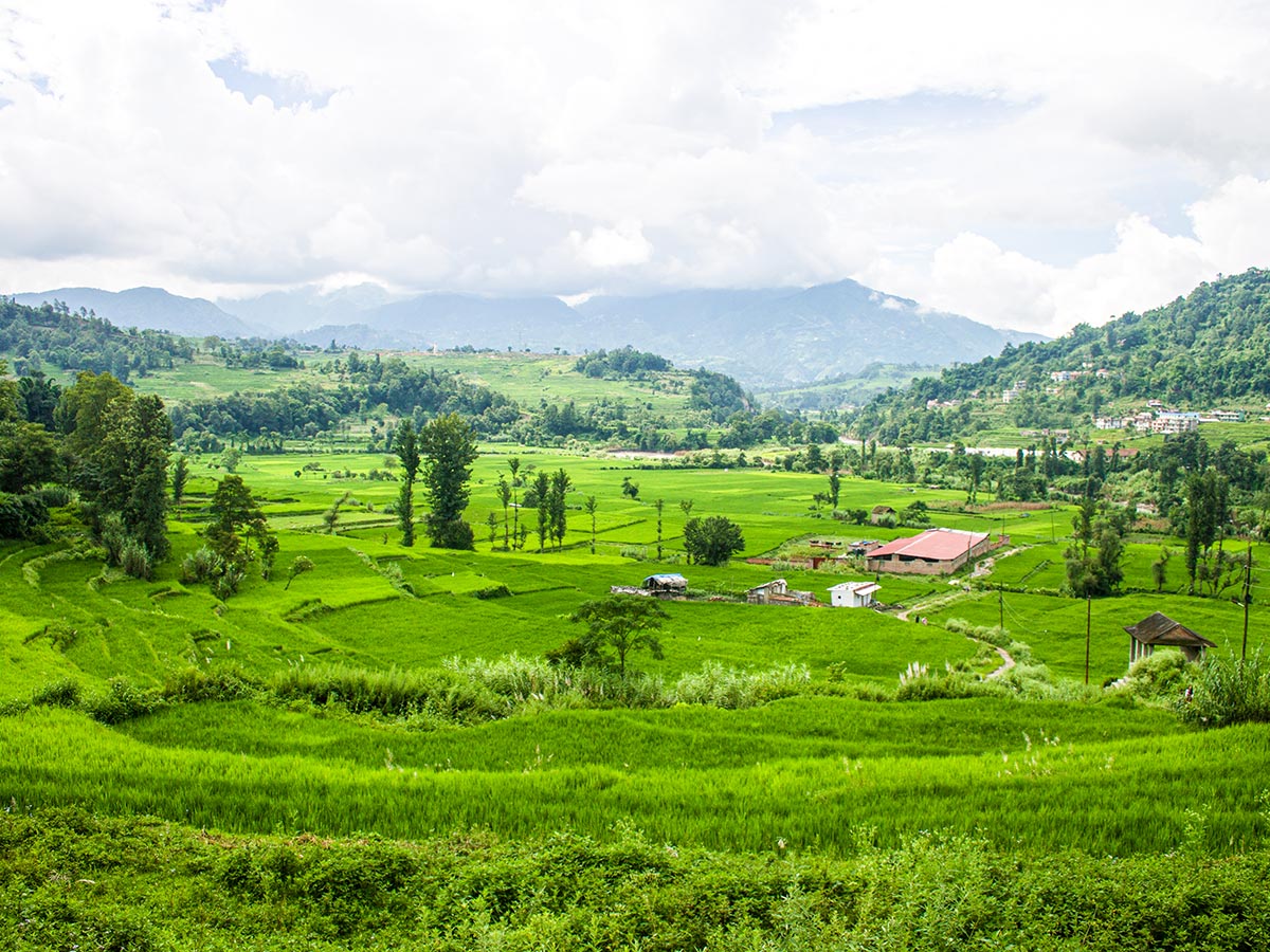 A lush green field seen just after leaving Sankhu Bus Stop
