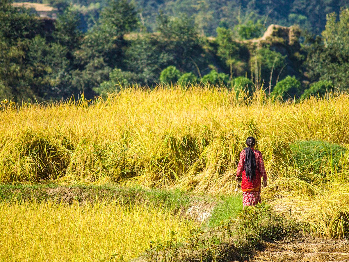 A woman walking along the field just below Kartike Bhanjyang