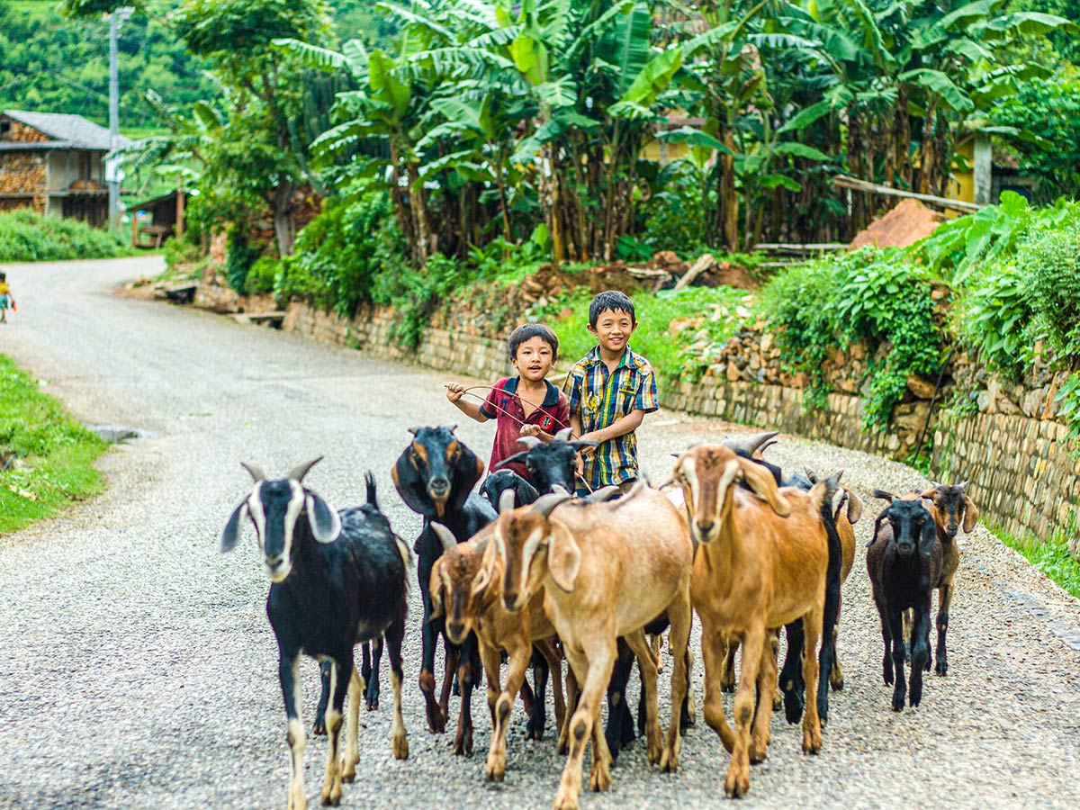 Young boys taking their cattles for grazing