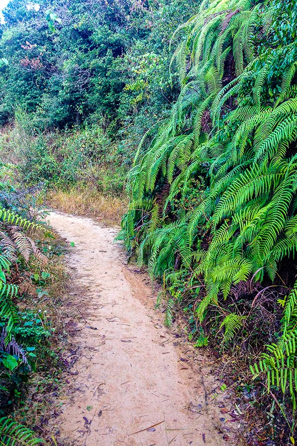 The trail at the starting point of the hike