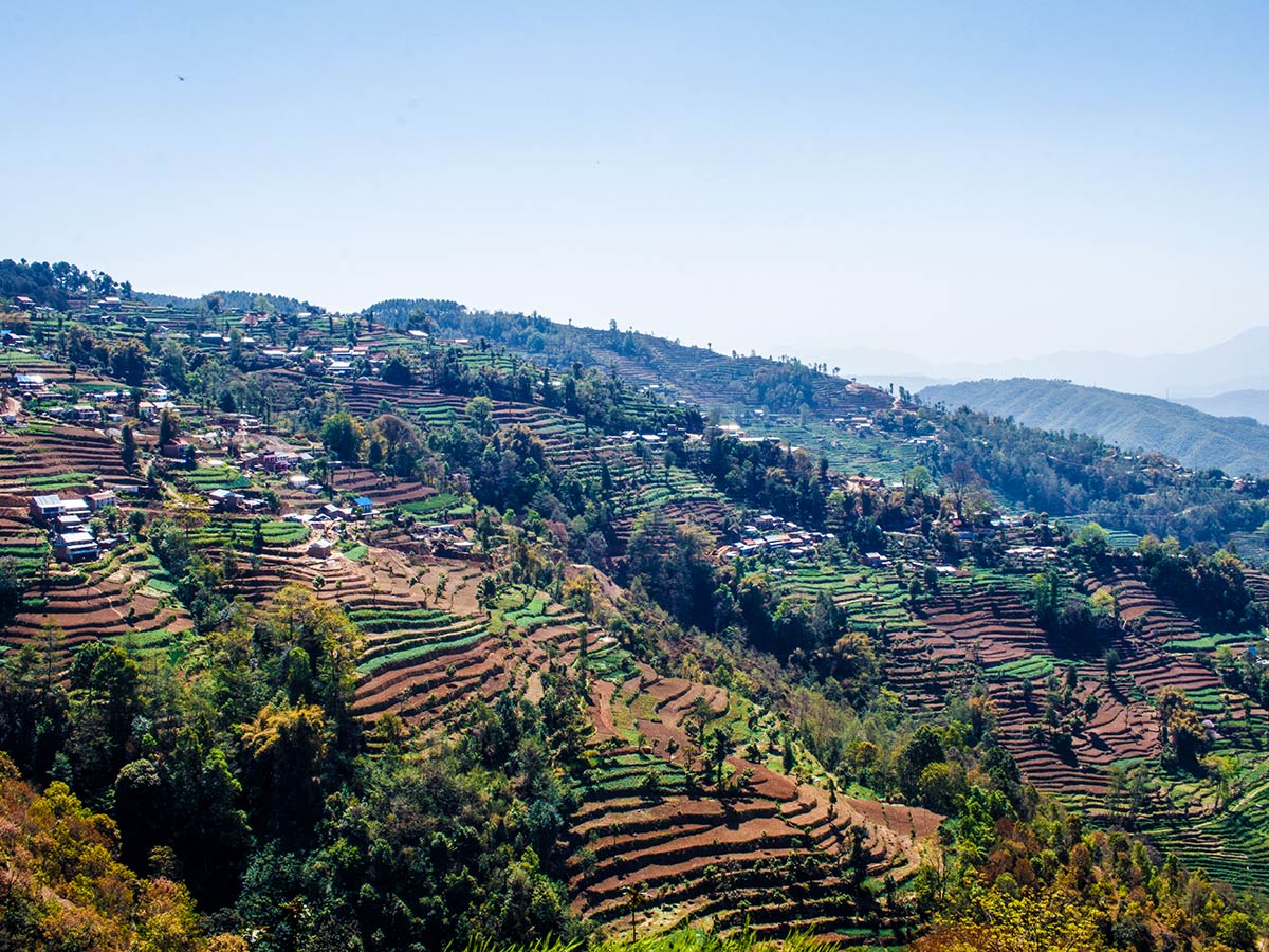 Terrace farming nearby Kartike Bhanjyang in Nagarkot