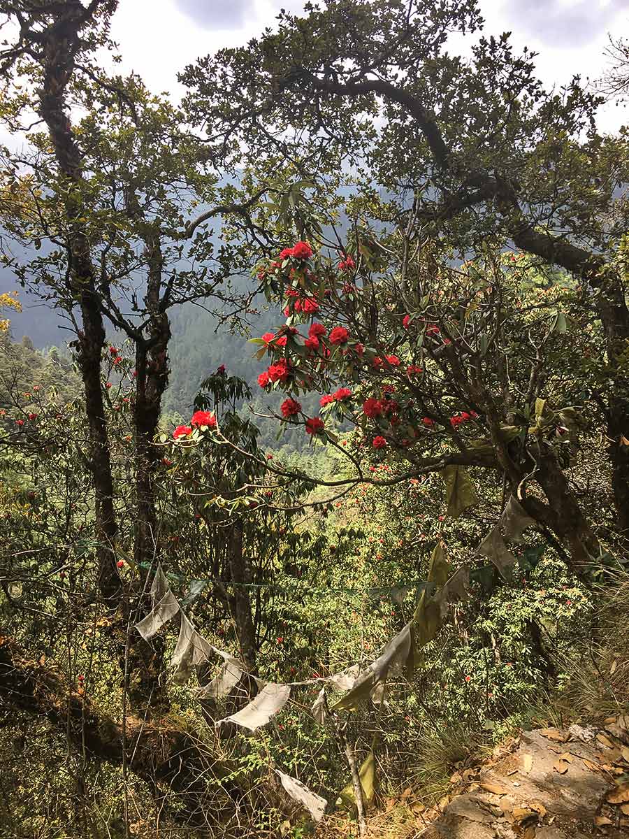 Rhododendruns in Bloom