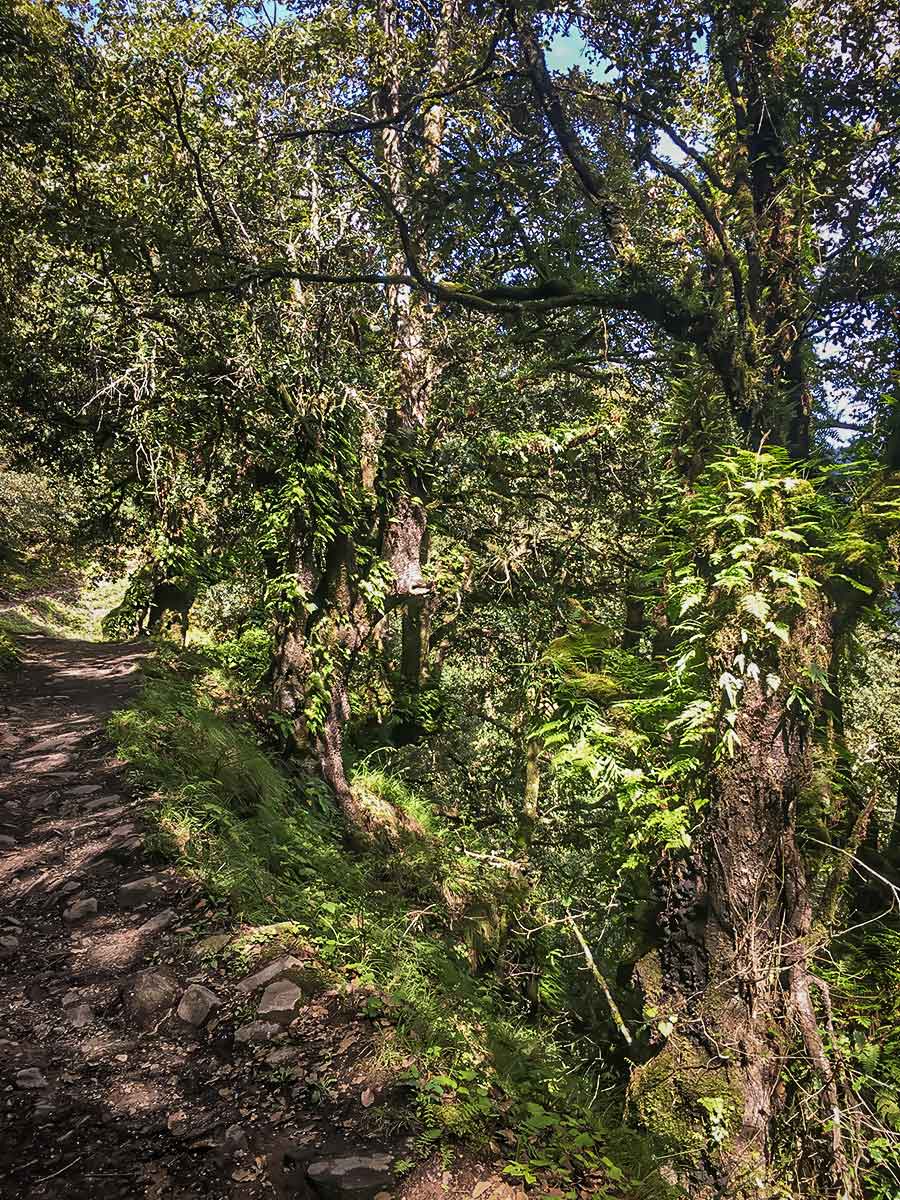 Sun lit tree path