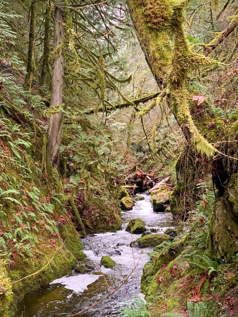 Creek through the trees along Goldstream to Trestle, one of the best hiking trails near Victoria