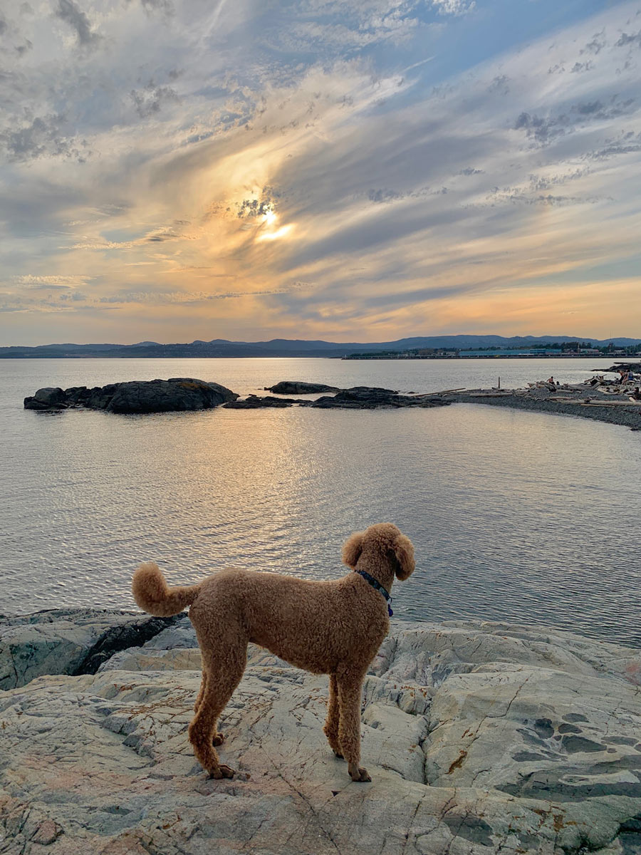 Dog enjoys beautiful sunset and swirling clouds at Ogden Point one of the best hiking trails around Victoria