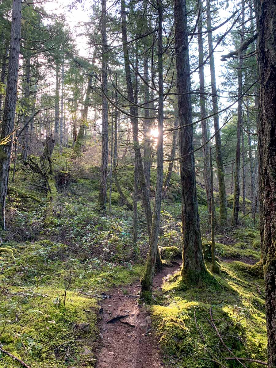 Sun filters through beautiful forest of Jocelyn Hill on one of the best hikes near Victoria BC