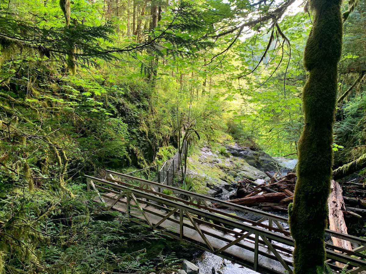 Trail through moss covered forest on one of the best hikes near Victoria Goldstream to Trestle trail