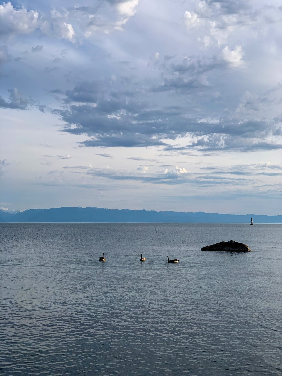 Canadian geese swim in calm ocean waters by Dallas Road around one of the best hikes near Victoria