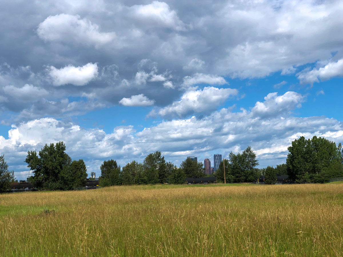 Grasslands and Calgary skyscrapers along Inglewood Bird Sanctuary walking path in Calgary Alberta