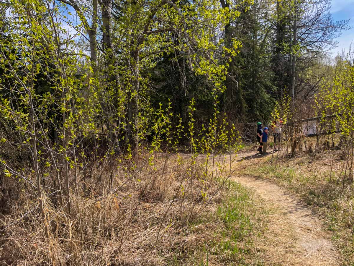 Children walk through sun and forest along Douglas Fir Trail walking in Calgary Alberta