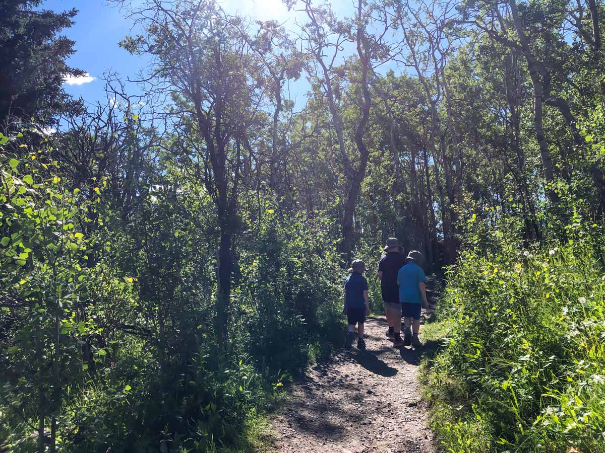 Sun filtering through the trees while walking through Big Spring Hill walking trail in Calgary Alberta