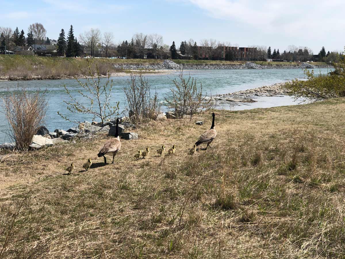 Canadian Geese seen along Douglas Fir Trail walking trail in Calgary Alberta
