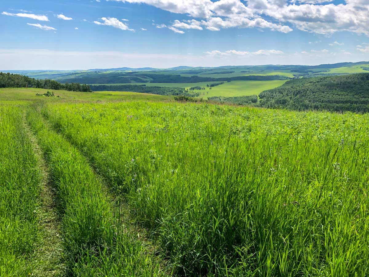 Tall grass and rolling hills in Ann and Sandy Cross in Calgary Alberta