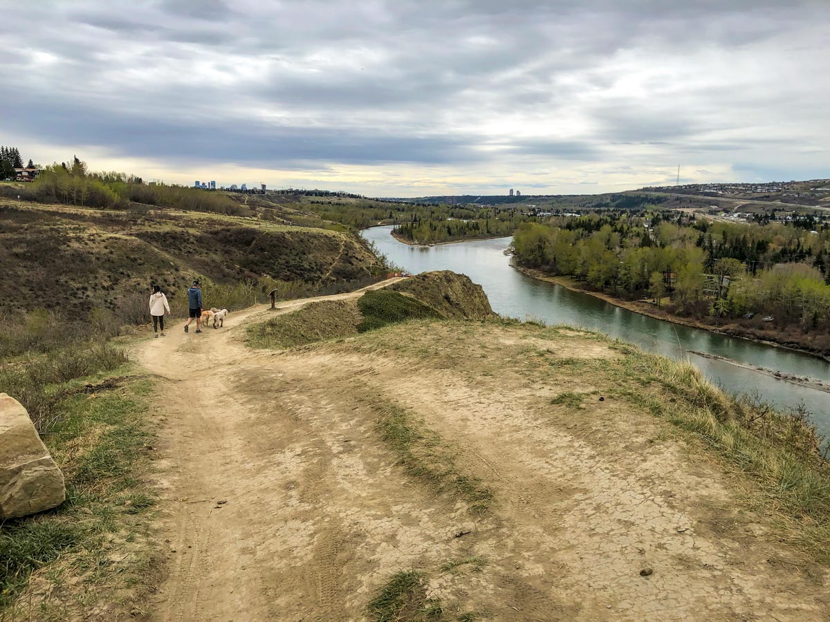 Walking dogs along Bowmont Park walking paths with Calgary skyline